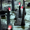 13 «черных лебедей» нефтяного рынка  